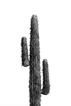 Cactus zwart-wit 01 van amini54