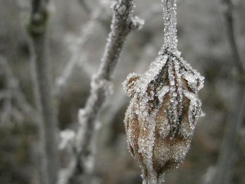 Voorbijgaande glorie