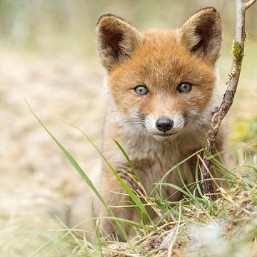 Red fox cub by Menno Schaefer