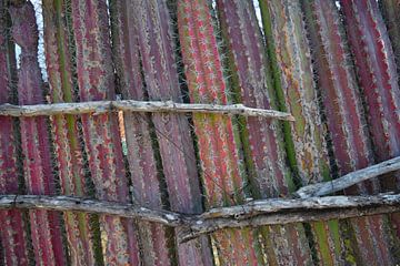 Achtergrond van een rij vrolijk gekleurde cactussen met naalden van Studio LE-gals