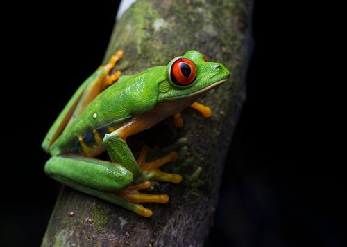 Een rustende Roodoogmakikikker in het regenwoud van Honduras