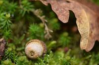 Miniatur-Landschaft