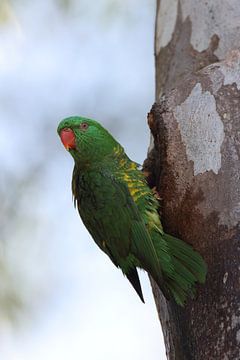 Geschubde lorikeet kijkt uit de grot waarin hij baadde, Queensland, Australië van Frank Fichtmüller