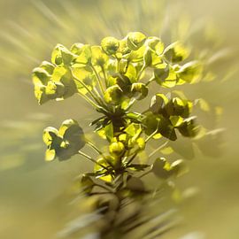spurge in the morning sun by Klaartje Majoor