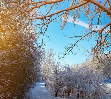 Winterlandschaft von Bo Valentino