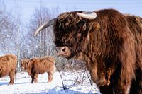 schottischer Highlander