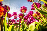 Tulpe in voller Blüte von Stedom Fotografie Miniaturansicht