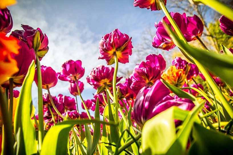 Tulpe in voller Blüte von Stedom Fotografie