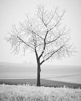 De winteroogst