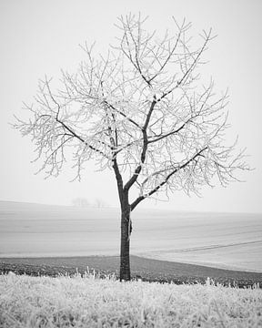 De winteroogst van Keith Wilson Photography