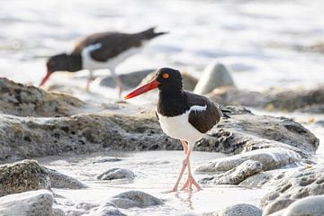 Scholekster in de branding van Bonaire van Bas Ronteltap