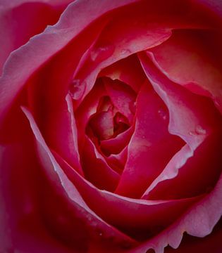 roos van Corné van Lammeren