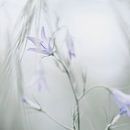 Blauwe  bloemklokjes in de ochtendnevel van Anouschka Hendriks thumbnail