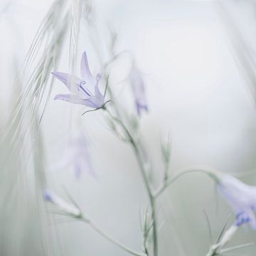 Blauwe  bloemklokjes in de ochtendnevel van Anouschka Hendriks