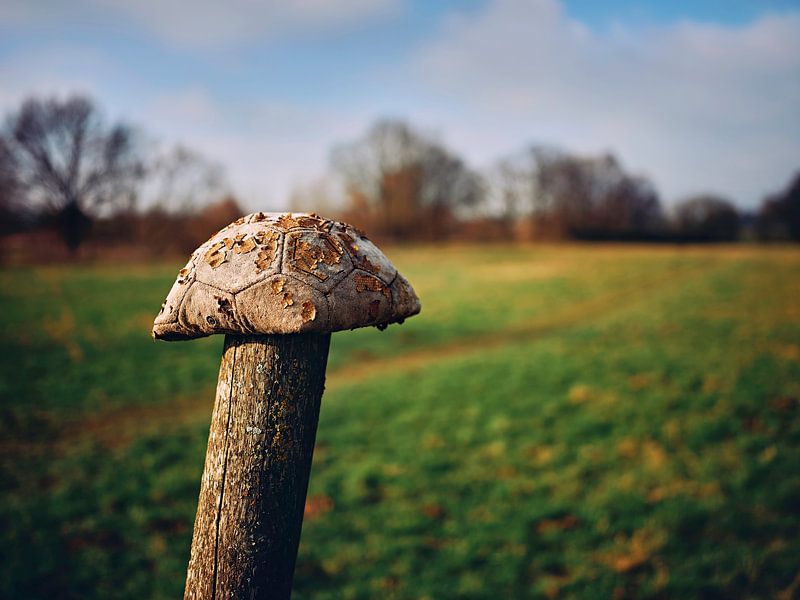 The old leather has had its day! by Momentaufnahme | Marius Ahlers
