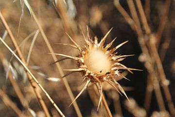 The Dried Thistle