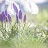 Krokusse Krokus Frühling von Yvon NL