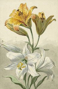 Gele en witte lelies, Willem van Leen