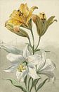 Yellow and white lilies, Willem van Leen by Schilders Gilde thumbnail