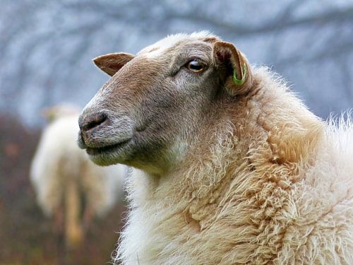 Drents Heideschaap (Schaap in Close-up)