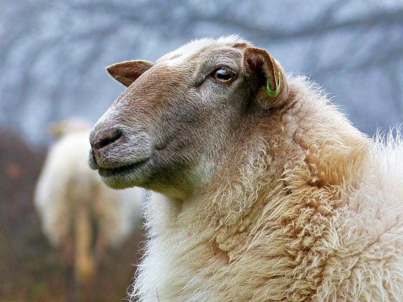 Drenthe Heath Sheep (Sheep in Close-up) by Caroline Lichthart