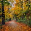 Herfst in de Hout in Alkmaar van peterheinspictures