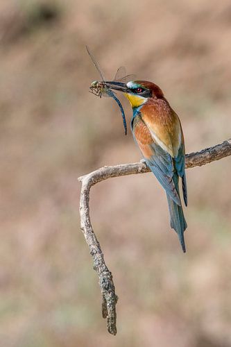 Bijeneter (Merops apiaster)