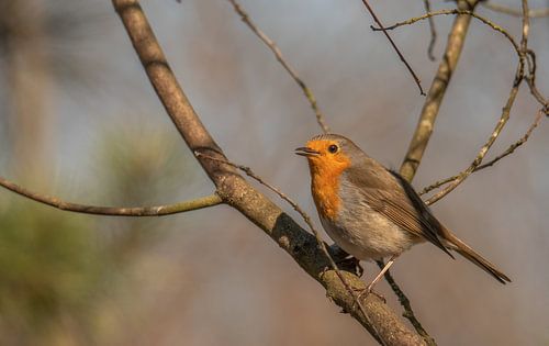 Roodborstje vrolijk aan het zingen