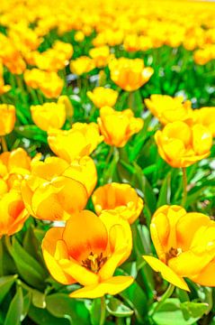 Gele tulpen in een veld in de lente van Sjoerd van der Wal