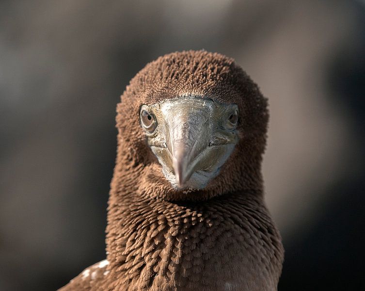 Blauwvoetgent by Maarten Verhees