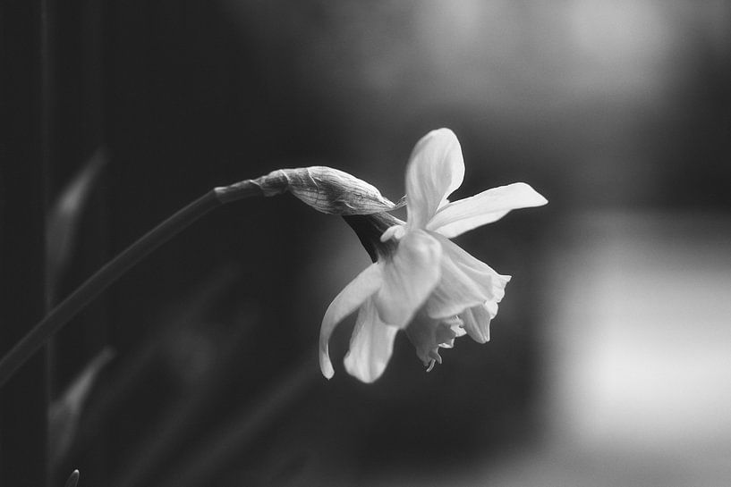 Beautiful daffodil by Henry Oude Egberink