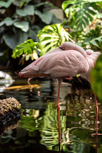 Flamingo bij Avonturia de vogelkelder