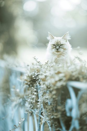 Hemelse Blik | De Siamese Kat