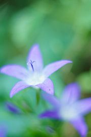 Campanula van Johan Slagers