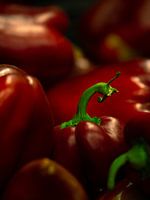 Bell pepper stalk