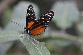 can you face me ? by michel voortman