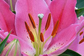 Lelie by Jan-Willem Mantel