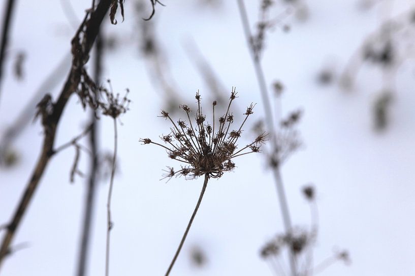 Hibernation by Thomas Jäger