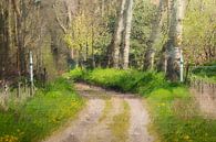Forest trail on estate Matthemburgh in Bergen op Zoom (art) by Art by Jeronimo thumbnail