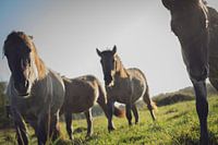 Konik-Pferde