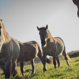 Konik-Pferde von Mirella Lukens