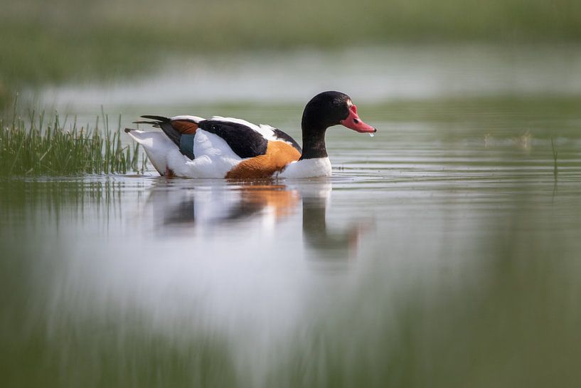 Shelduck by Petra Kester