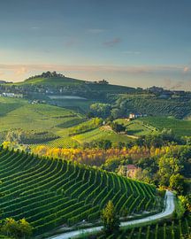 Die Weinberge von Barbaresco und die kurvenreiche Straße in den Langhe-Hügeln von Stefano Orazzini