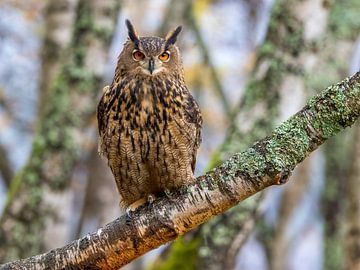 Eagle owl on a branch by Teresa Bauer