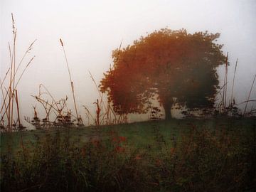 autumn tree by Augen | Blicke Foto-Art