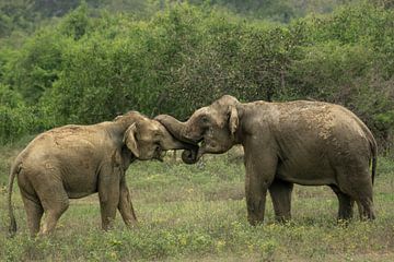 Indische Elefanten von Lex van Doorn