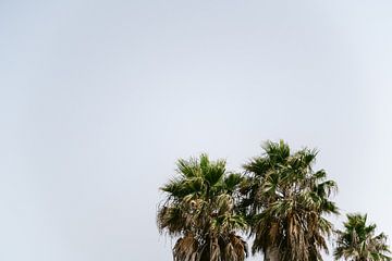 Palmbomen tegen een prachtig blauwe lucht, horizontaal van Marit Hilarius