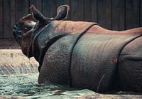 rhino