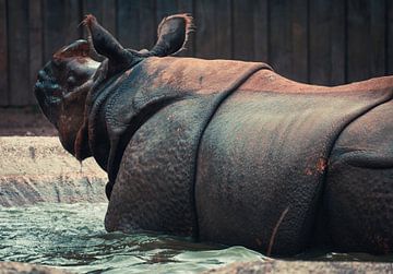 rhino by Dieter Emmerechts