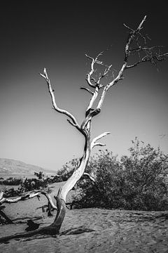 Schwarz-Weiß-Bild eines Baumes im Death Valley von Moniek Kuipers